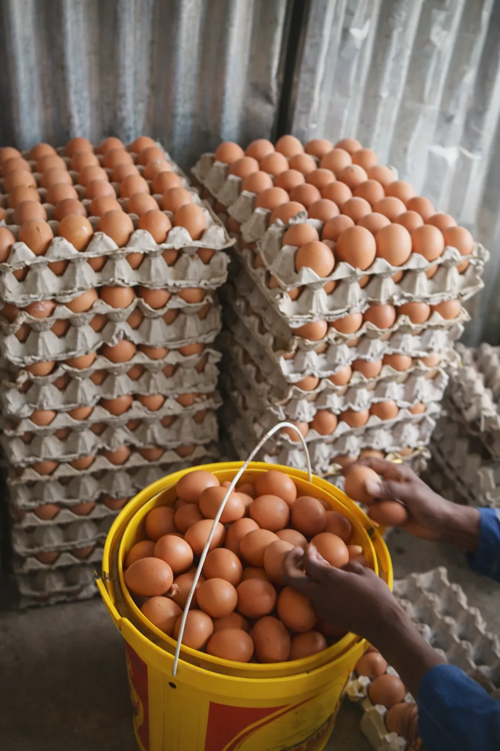 Egg Production & Supply