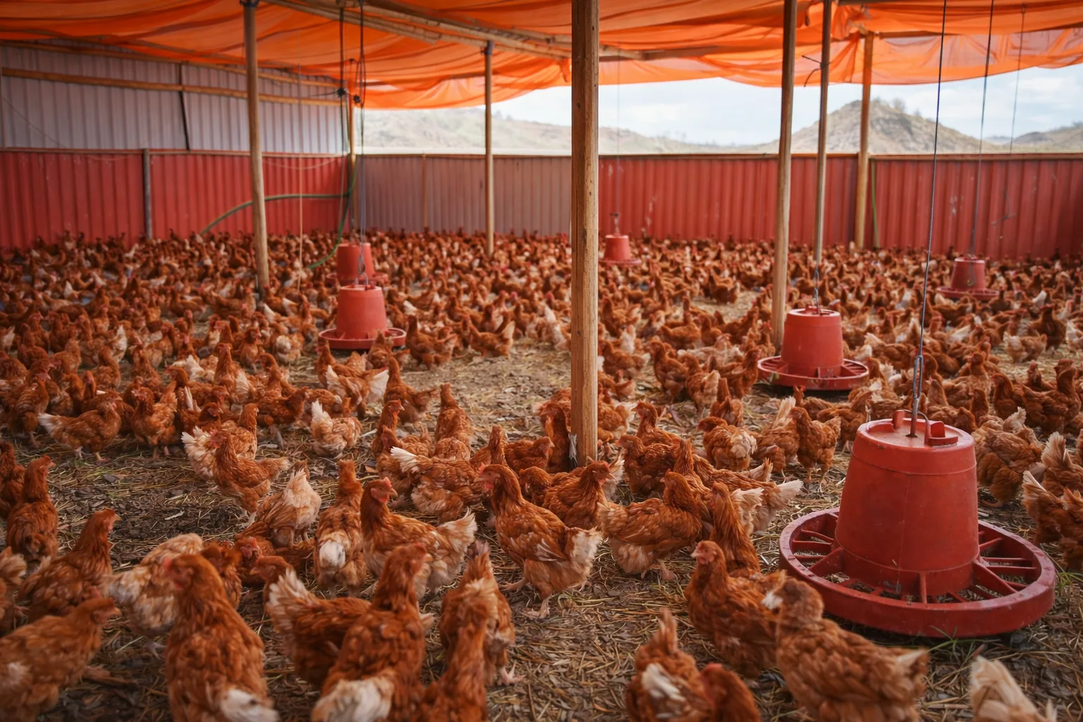 Layer Chicken Production